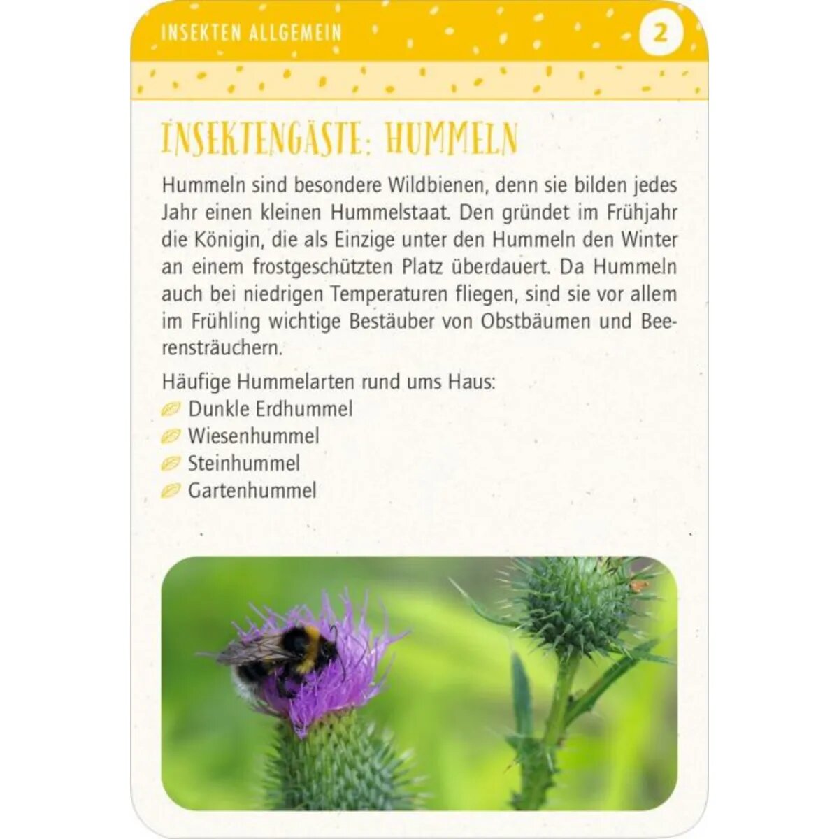 moses. Blatt & Blüte Insektenglück