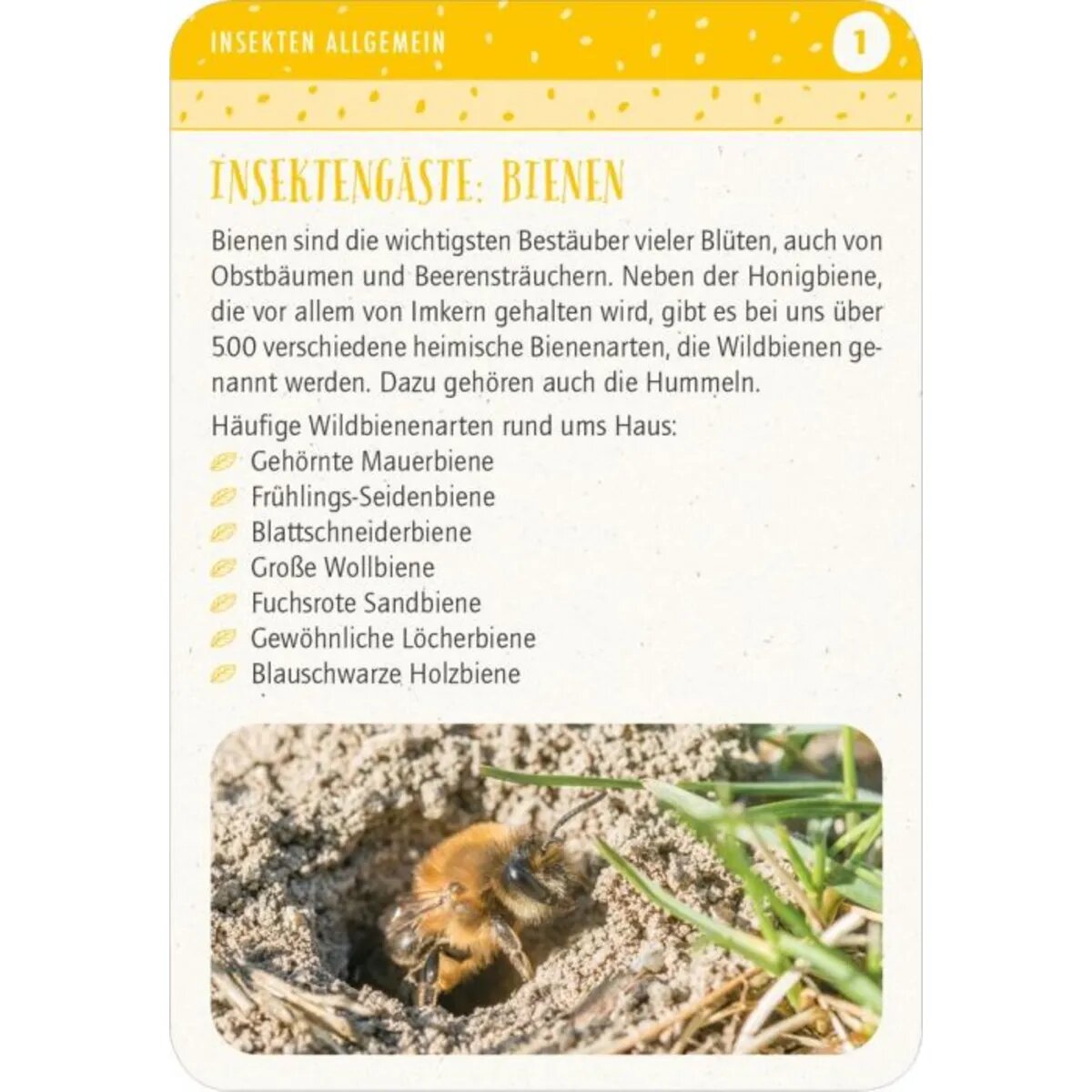 moses. Blatt & Blüte Insektenglück