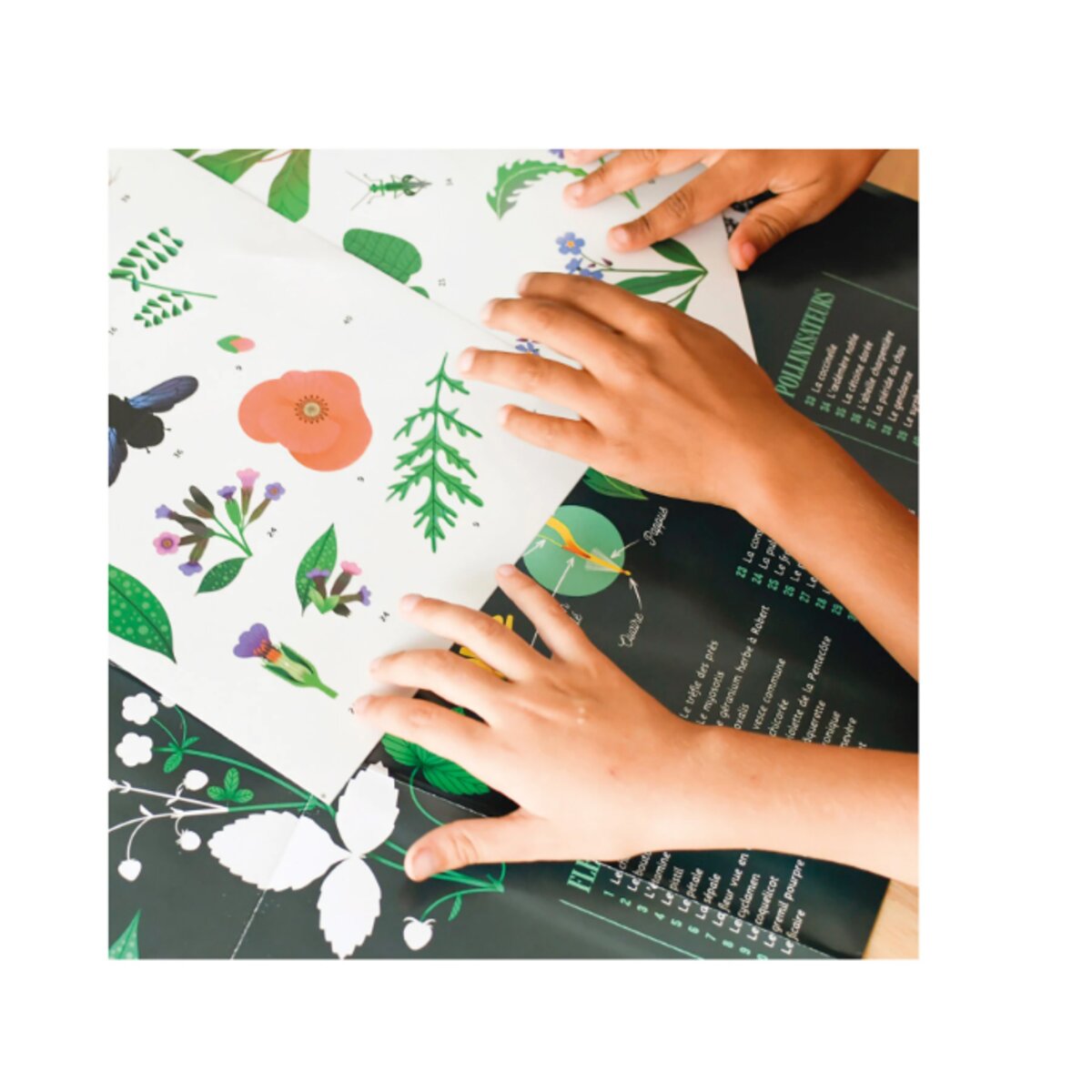 Poppik Sticker Lernposter Botanik