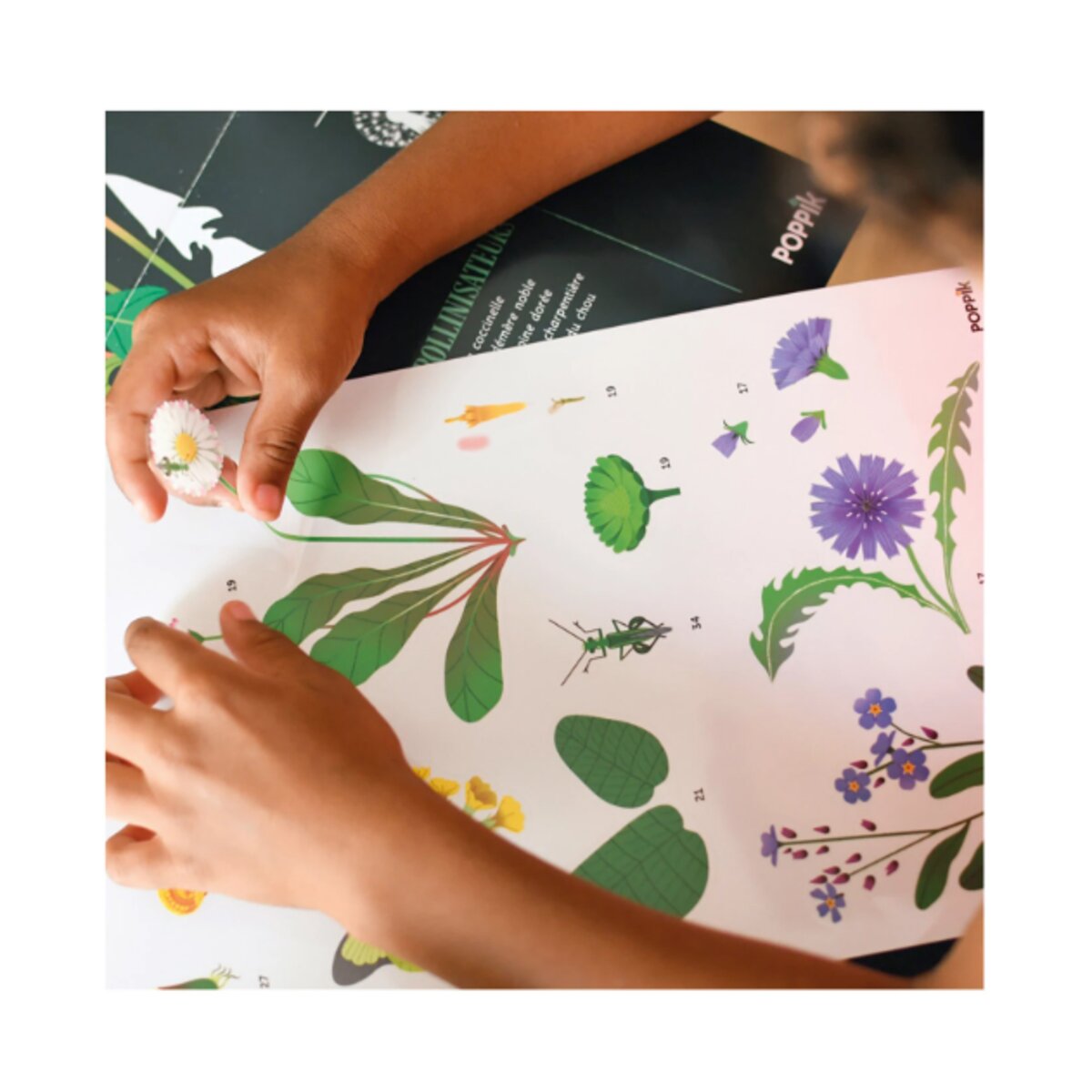 Poppik Sticker Lernposter Botanik