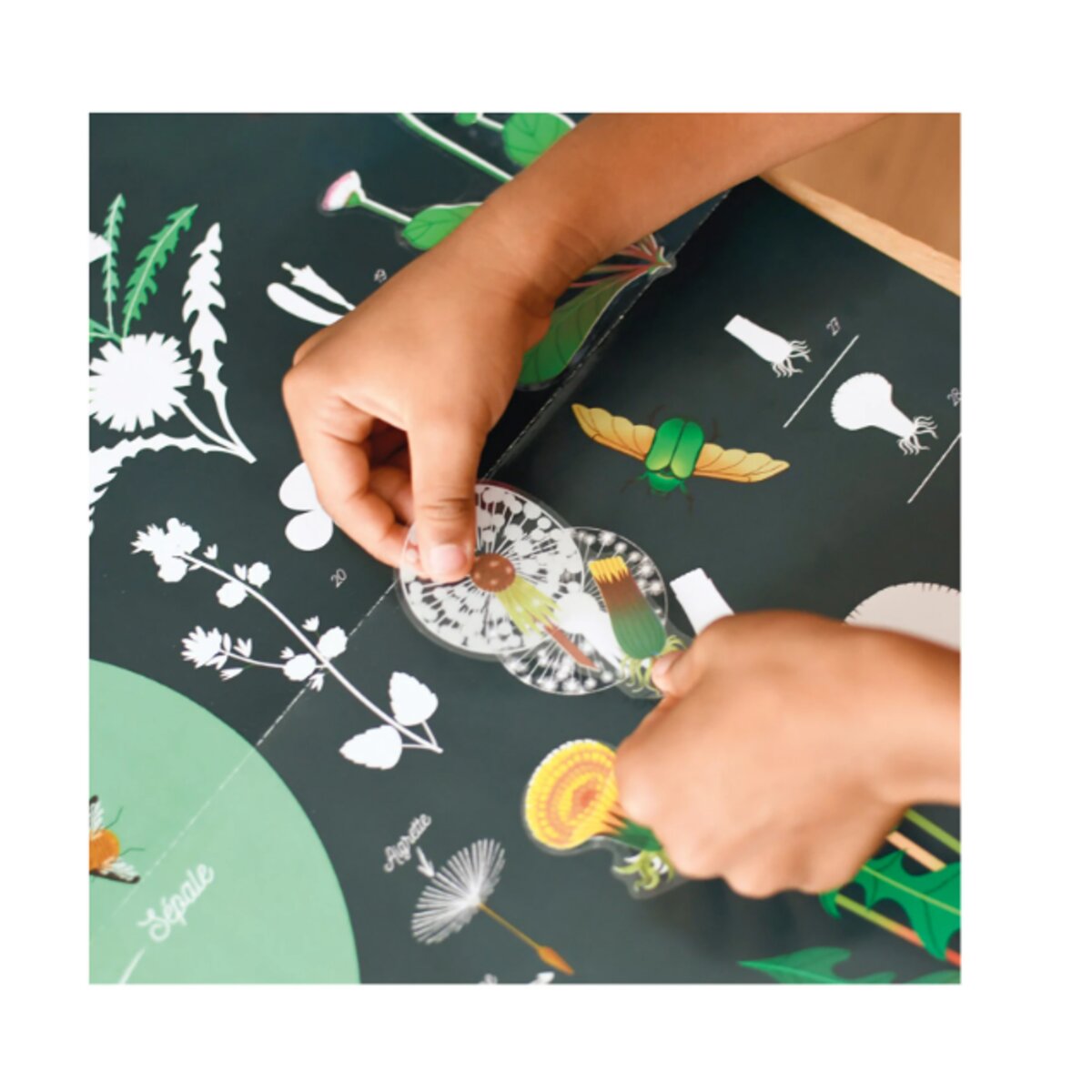 Poppik Sticker Lernposter Botanik