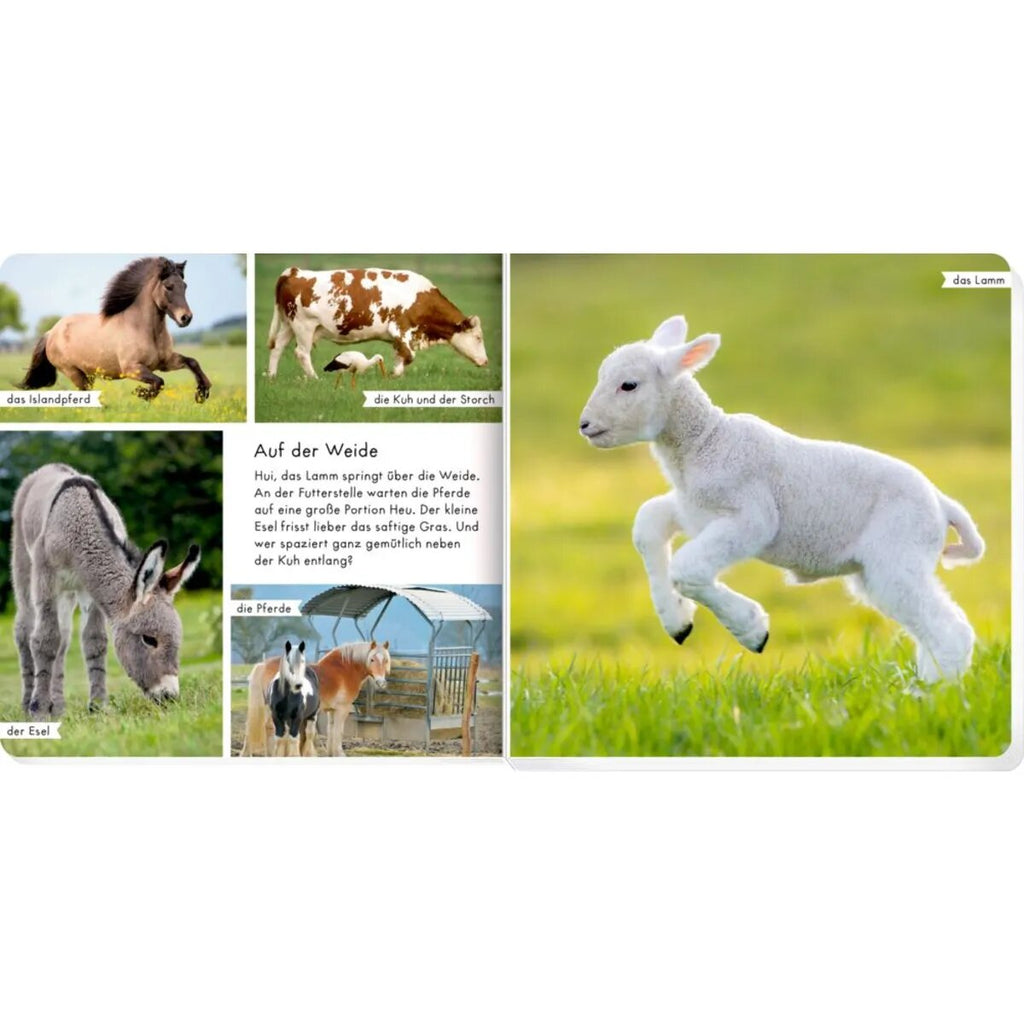 coppenrath-verlag-meine-liebsten-tiere-BF00426A3.jpg