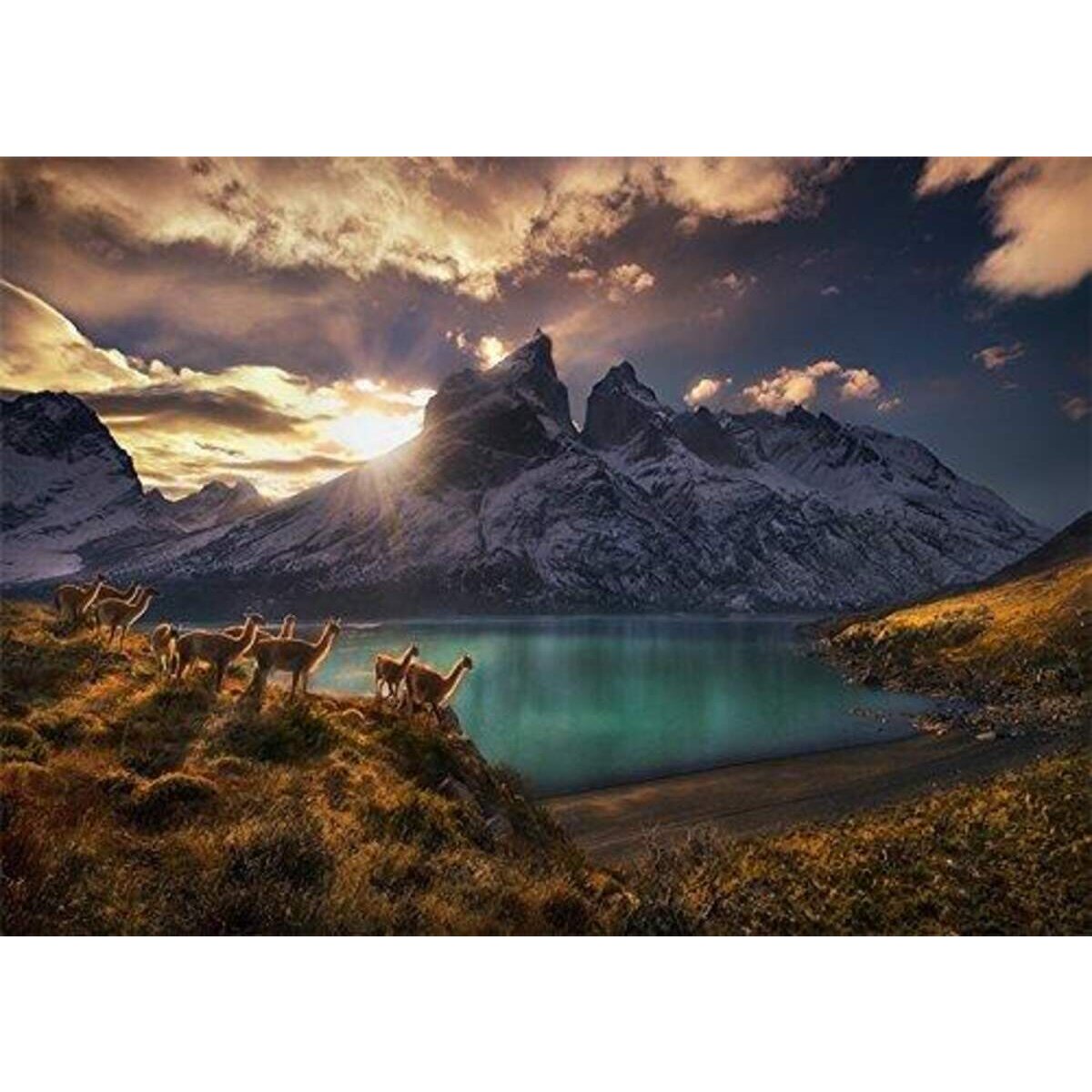 heye-guanacos-standard-puzzle-1000-8CD192FE1.jpg
