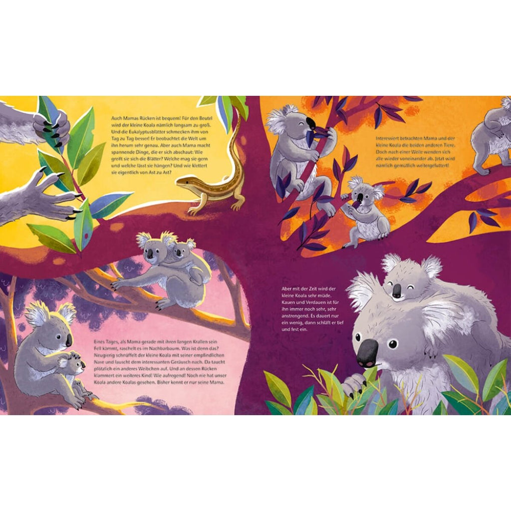 Magellan Verlag Der kleine Koala - Zu Hause im Eukalyptus