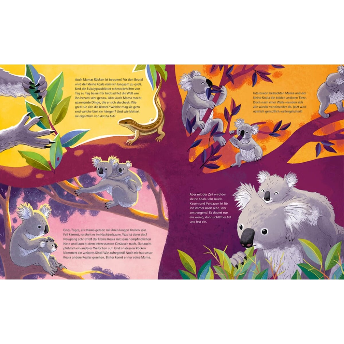 Magellan Verlag Der kleine Koala - Zu Hause im Eukalyptus