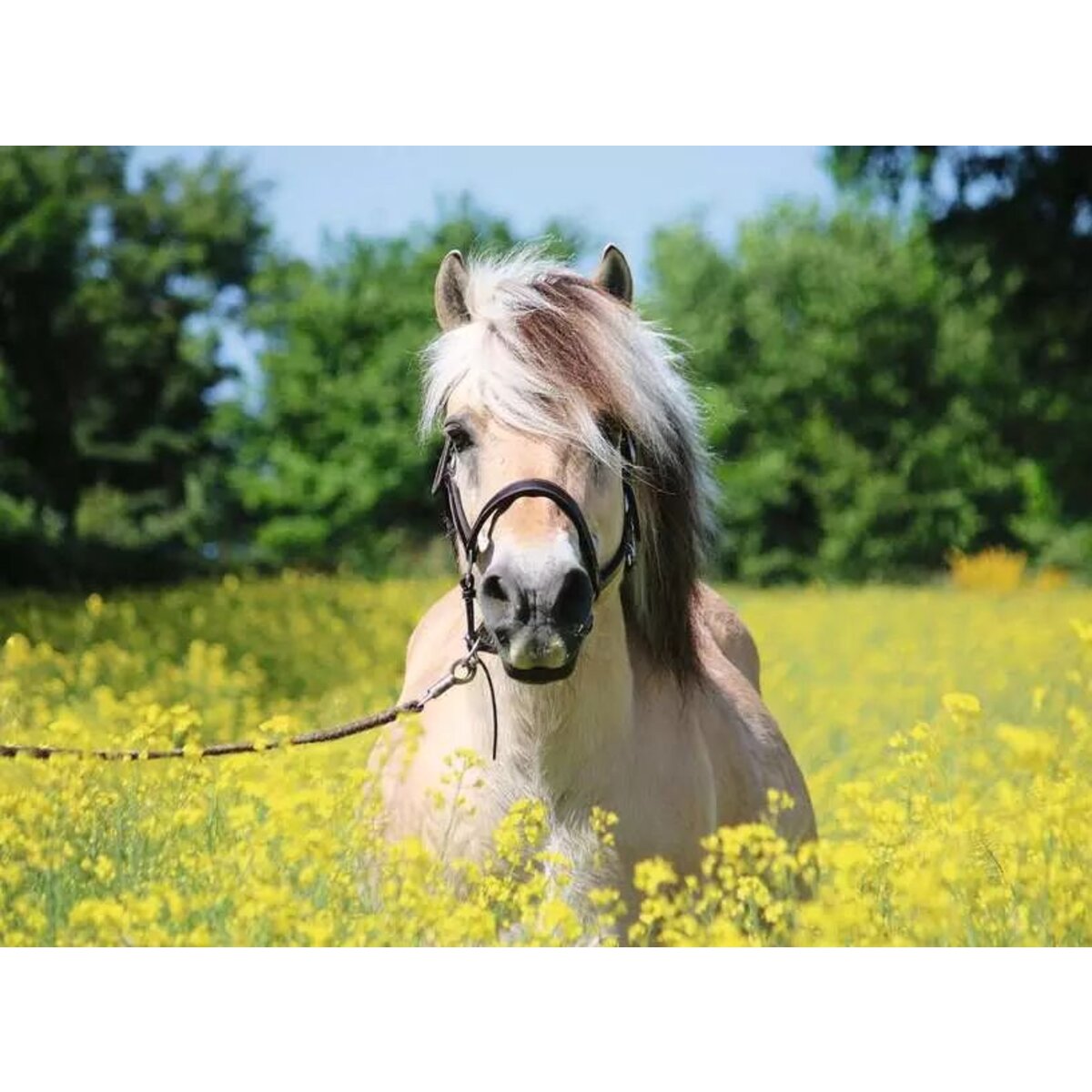 ravensburger-puzzle---pferd-107D80B32.jpg
